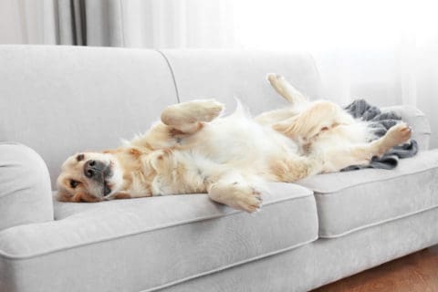 A dog laying on its back on the couch